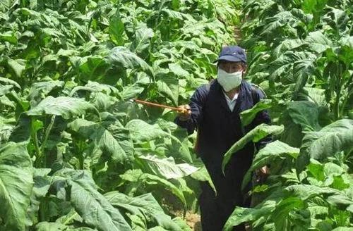 实时特写！在哪里能买到好的香烟“低头折节”