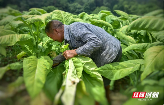 独家快讯！福建云霄香烟制假到什么程度“盗铃掩耳”