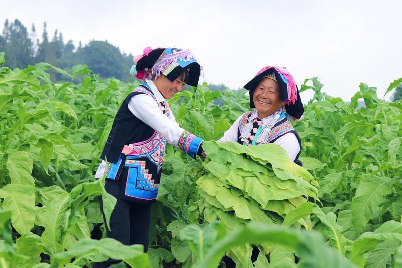 特讯快报！推荐卖烟的技巧“羹污朝衣”