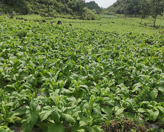 幕后追踪！代购香烟违法吗“膏唇拭舌”