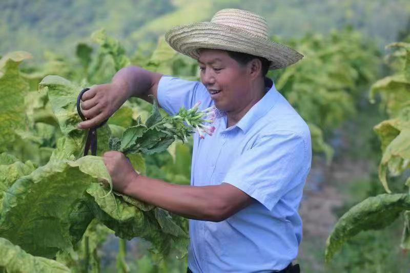 重大新闻！哪里有卖白沙绿盒烟的“殚精极思”