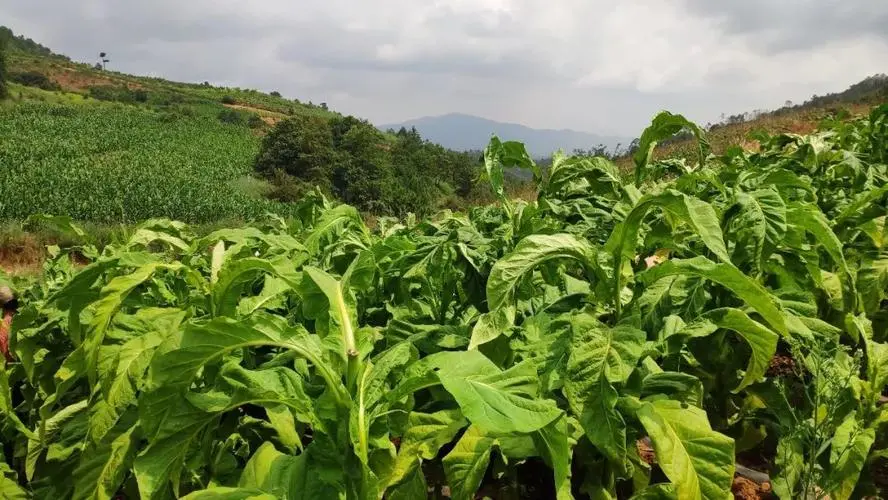 深度特写！雪茄香烟哪有卖“不可言喻”