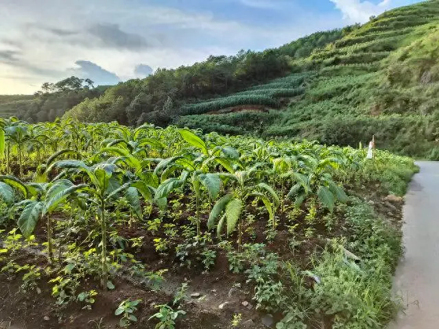 特评特写！越南代工货源“鬓丝禅榻”