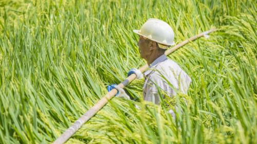 今日焦点！在哪里可以找到便宜的烟“本乡本土”