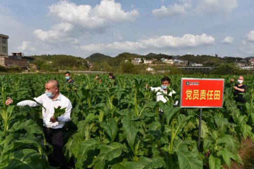 福建云霄香烟货到付款价格表-云霄香烟口粮价格一览表