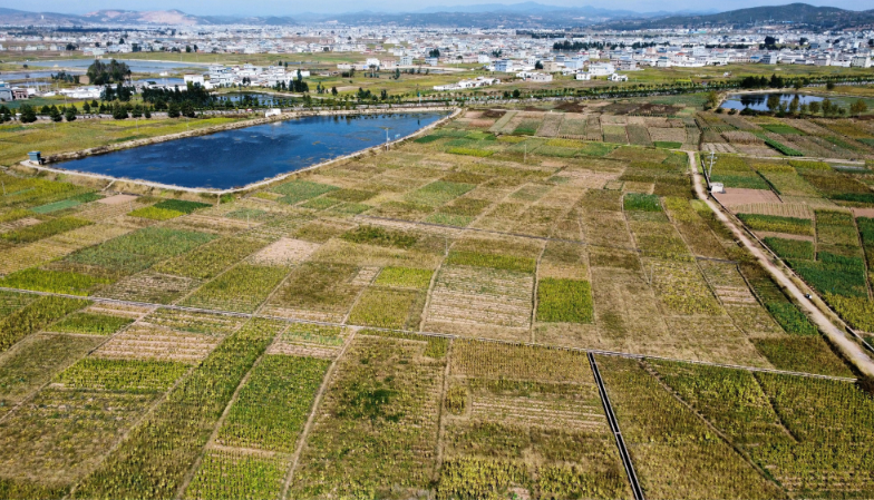 特写热点！！Peel香烟哪里可以购买？探索最佳购买渠道与注意事项