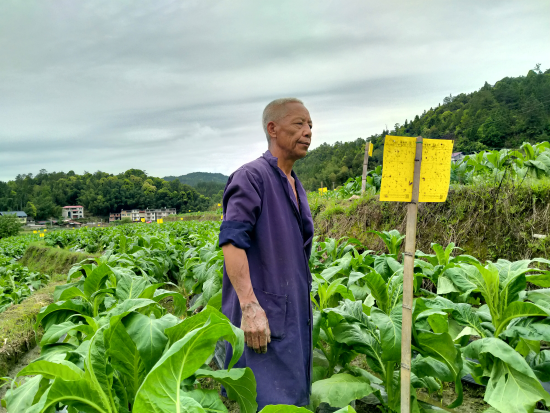 哪里有卖烟叶的-哪里有卖旱烟叶的地方