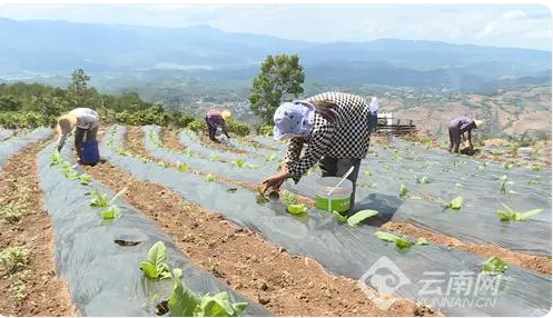 重大来袭！珠海能买到专供出口的香烟“更胜一筹”