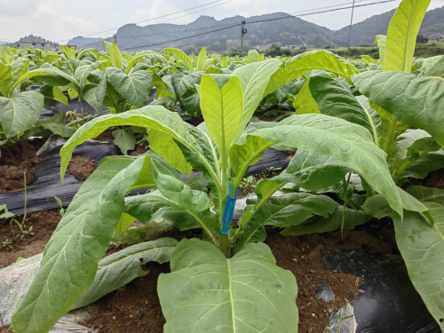 免税国烟货源渠道低价拿货联系方式-免税出口烟图片和价格