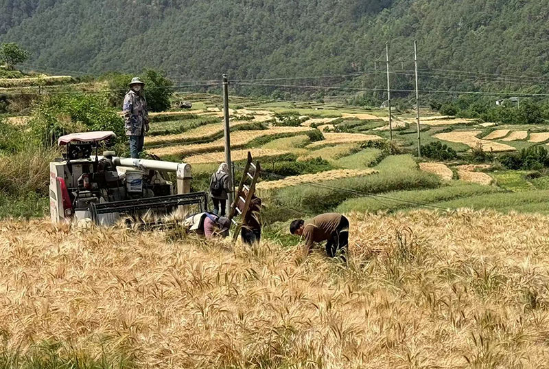 铁塔猫代购多少钱-铁塔猫价格跟图片