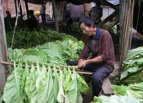 最新发现！哪里能买到云霄正宗烟“本性难改”