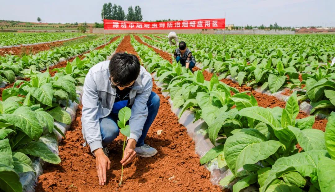 烟草的多重符号：性别与阶层的交织