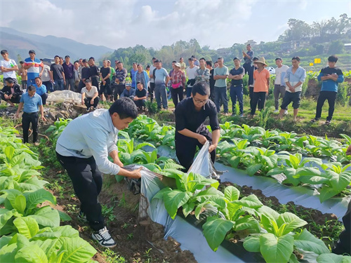 爱喜怎么买：全面指南，轻松购得心仪香烟