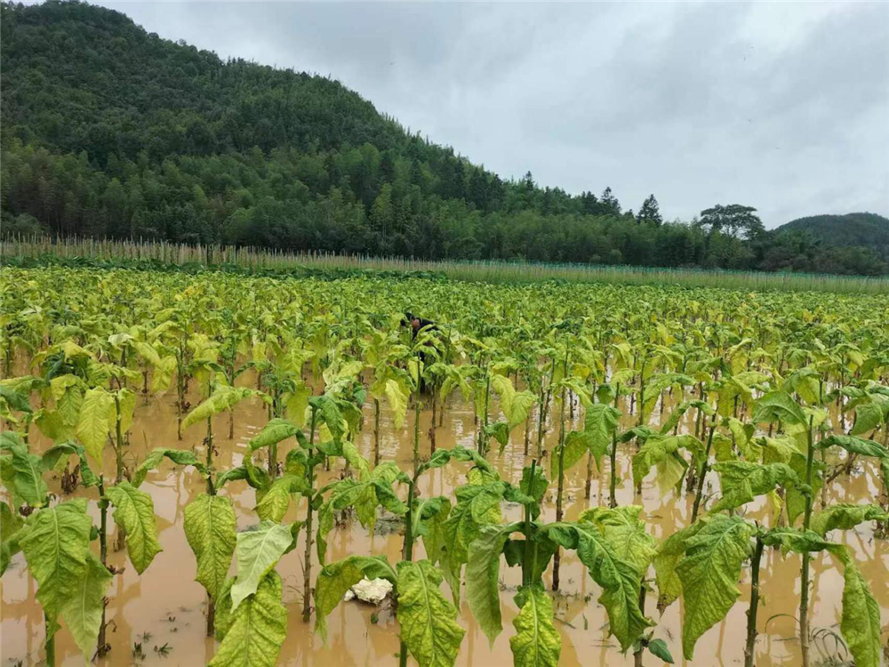 外烟零售微商-外烟批发一种流行的销售模式