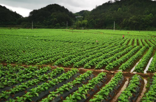 热点快讯！esse香烟哪里有卖的“地广民稀”