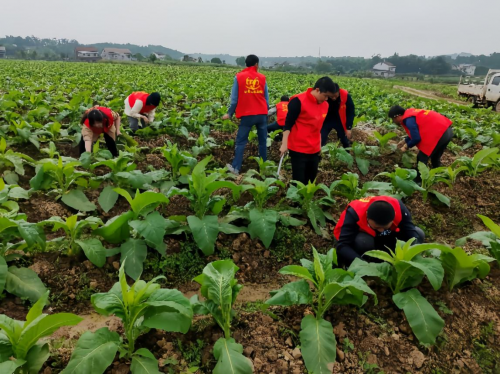 烟丝的文化与法律交织：阶层视角下的烟草消费